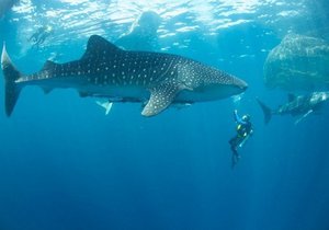 Protection For Sharks - Gansbaai Daily News